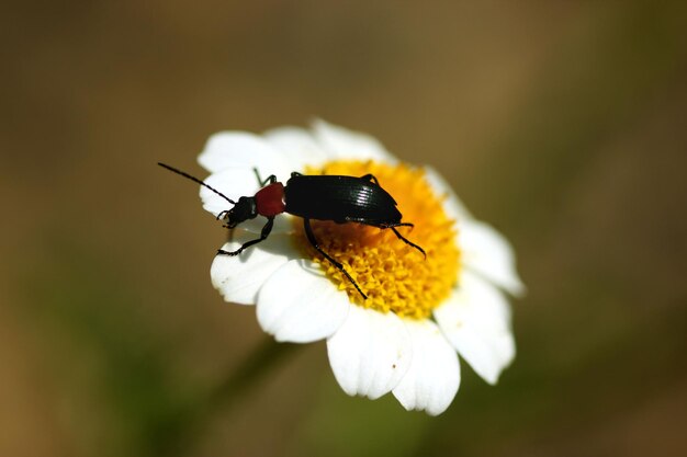 Prossimo piano di una farfalla che impollina un fiore