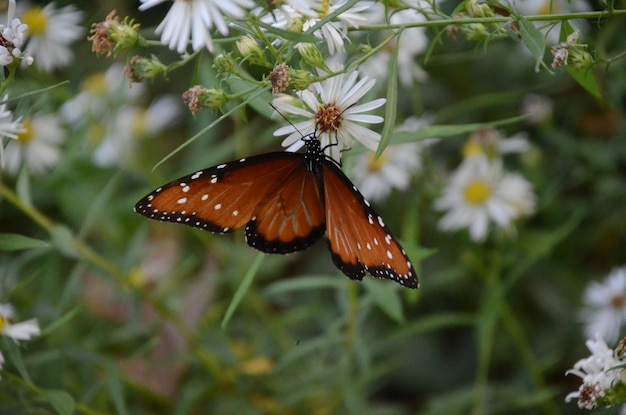 Prossimo piano di una farfalla che impollina un fiore