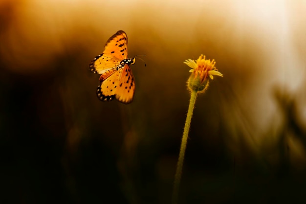 Prossimo piano di una farfalla che vola per bud