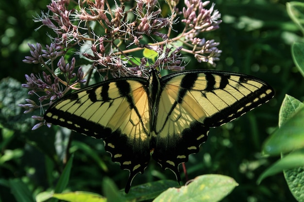 Prossimo piano di una farfalla gialla in fiore