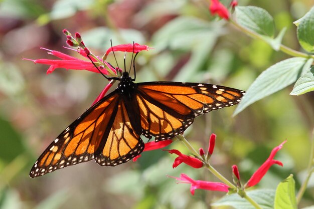 Prossimo piano di una farfalla in fiore