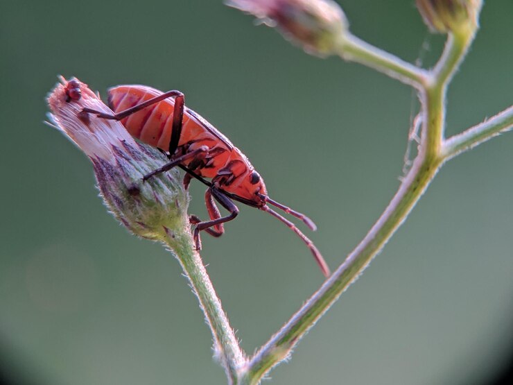 Foto prossimo piano di una farfalla in fiore