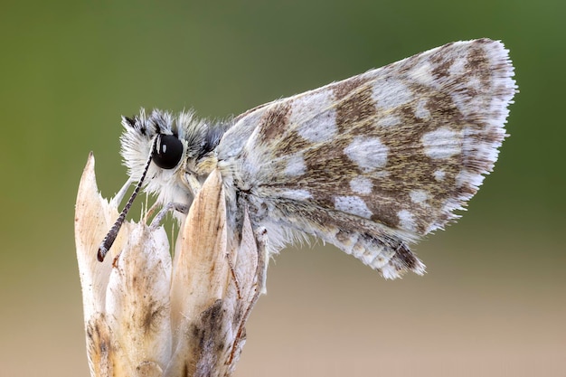 Prossimo piano di una farfalla in fiore