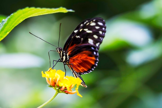 Prossimo piano di una farfalla in fiore