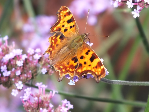 Prossimo piano di una farfalla in fiore