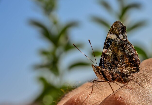Prossimo piano di una farfalla in mano
