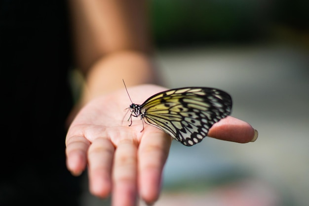 Prossimo piano di una farfalla in mano