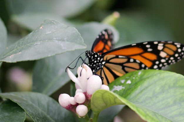 Prossimo piano di una farfalla su fiori bianchi