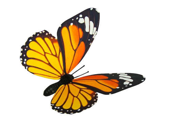 Prossimo piano di una farfalla su sfondo bianco