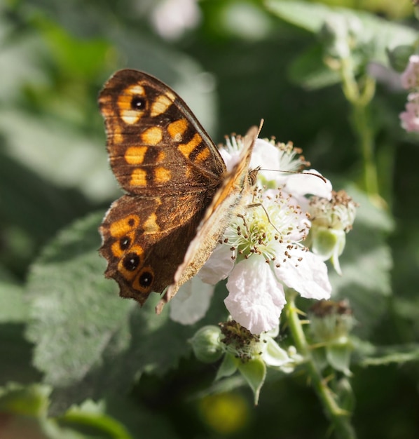 Prossimo piano di una farfalla su un fiore bianco