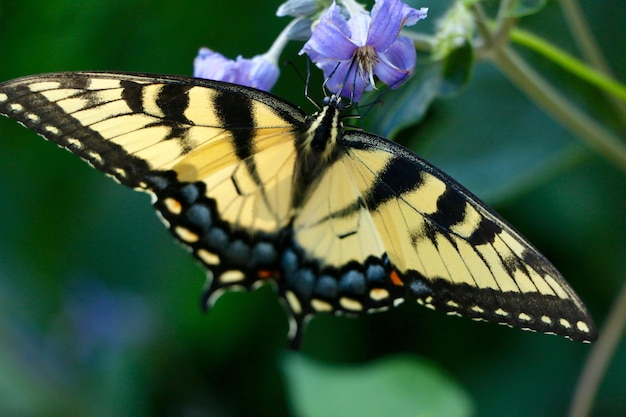 Prossimo piano di una farfalla su un fiore viola