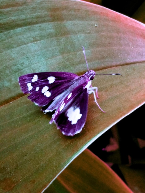 Prossimo piano di una farfalla su un fiore viola
