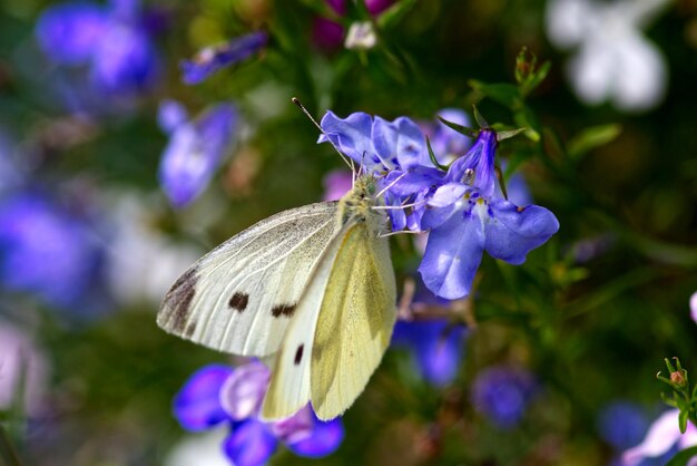 Prossimo piano di una farfalla su un fiore viola