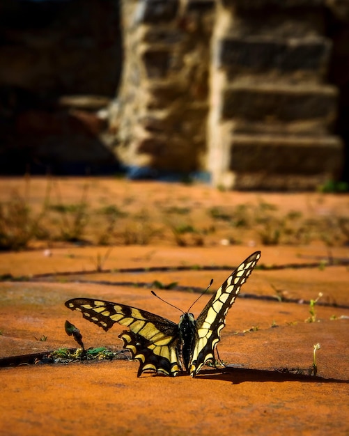 Prossimo piano di una farfalla su un tavolo