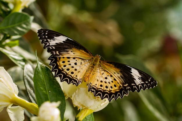 Prossimo piano di una farfalla su una foglia