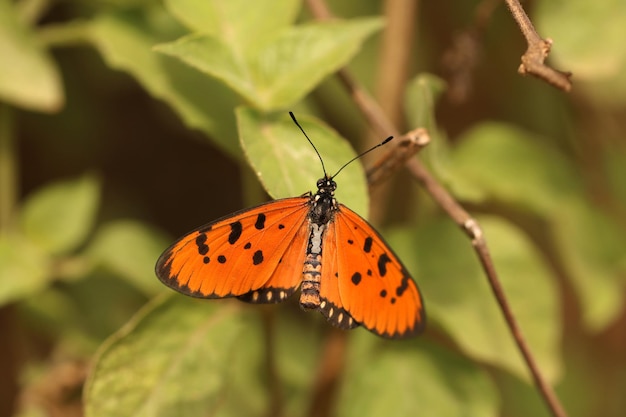 Prossimo piano di una farfalla su una foglia