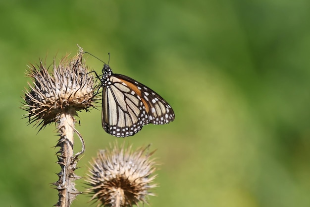 Prossimo piano di una farfalla su una pianta morta