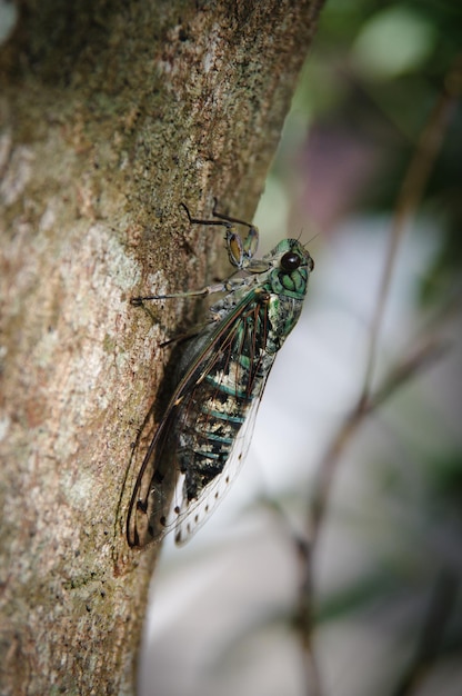 Prossimo piano di una farfalla sul tronco di un albero