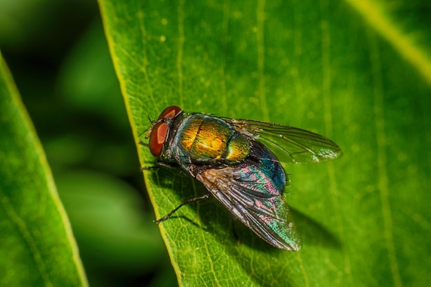 Prossimo piano di una farfalla sull'erba