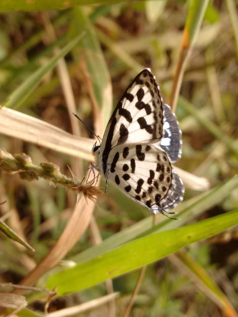 Prossimo piano di una farfalla sulla foglia