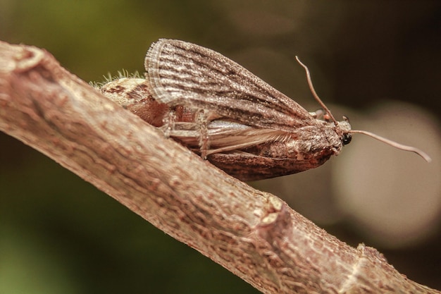 Prossimo piano di una farfalla sulla foglia