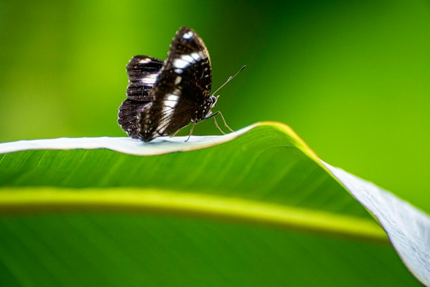 Prossimo piano di una farfalla sulla foglia