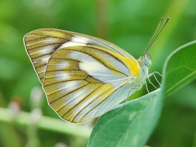 Prossimo piano di una farfalla sulla foglia