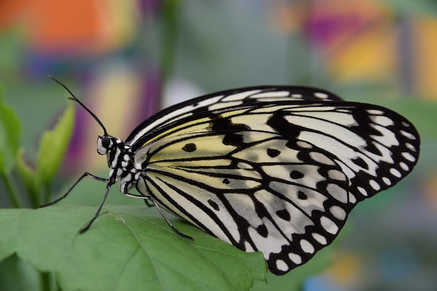 Prossimo piano di una farfalla sulla foglia