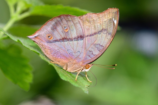 Prossimo piano di una farfalla sulla foglia