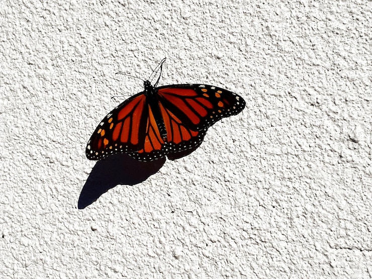 Foto prossimo piano di una farfalla sulla parete bianca