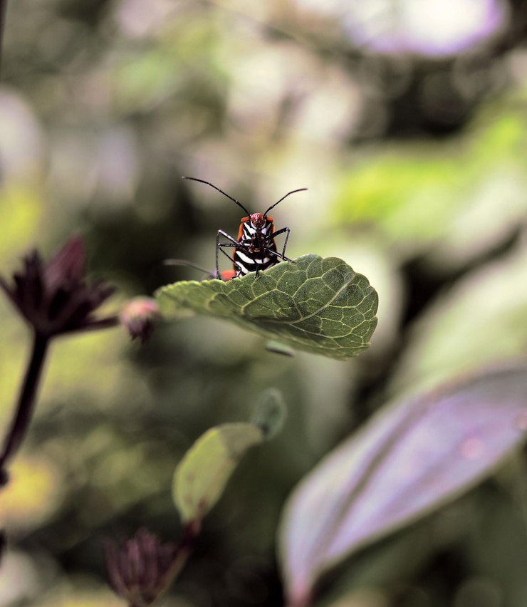Foto prossimo piano di una farfalla sulla pianta