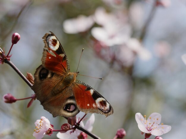 Prossimo piano di una farfalla sulla pianta