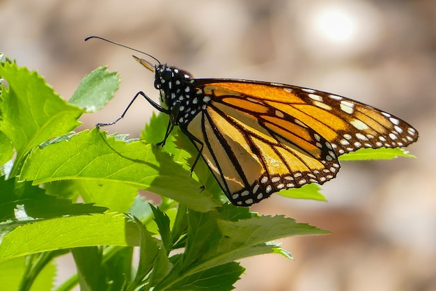 Prossimo piano di una farfalla sulla pianta