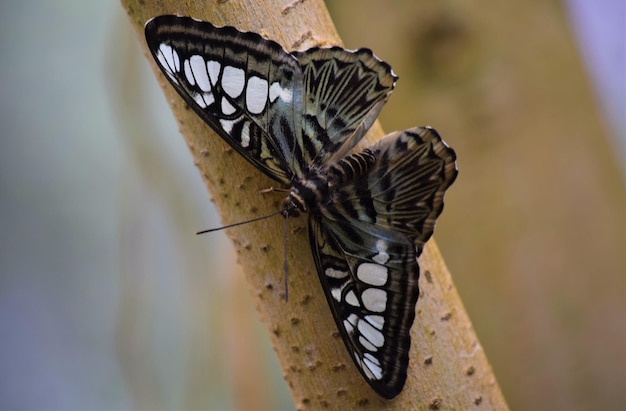 Prossimo piano di una farfalla