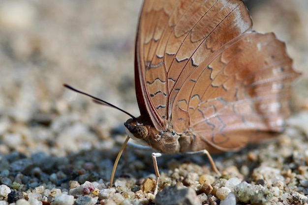 Prossimo piano di una farfalla