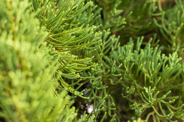 Prossimo piano di una felce che cresce sull'albero