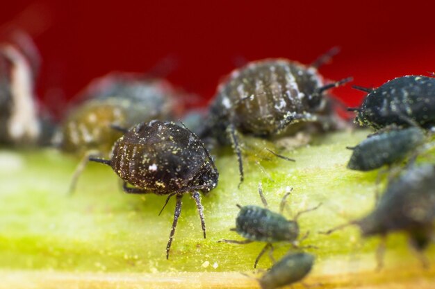 Prossimo piano di una formica sulla foglia