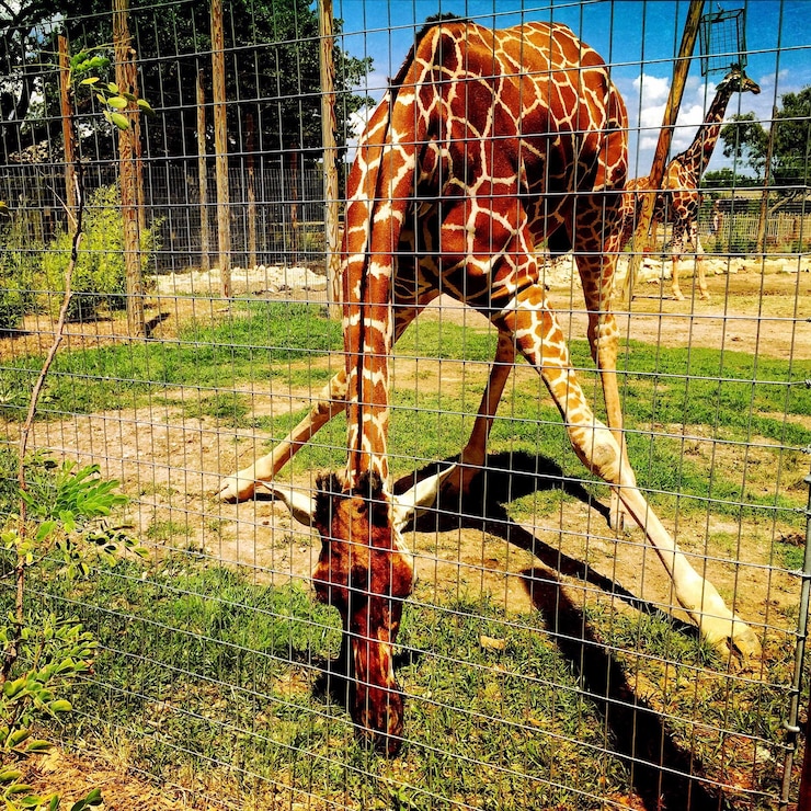Foto prossimo piano di una giraffa sul campo