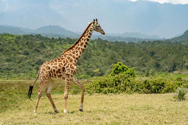 Prossimo piano di una giraffa