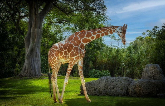 Prossimo piano di una giraffa