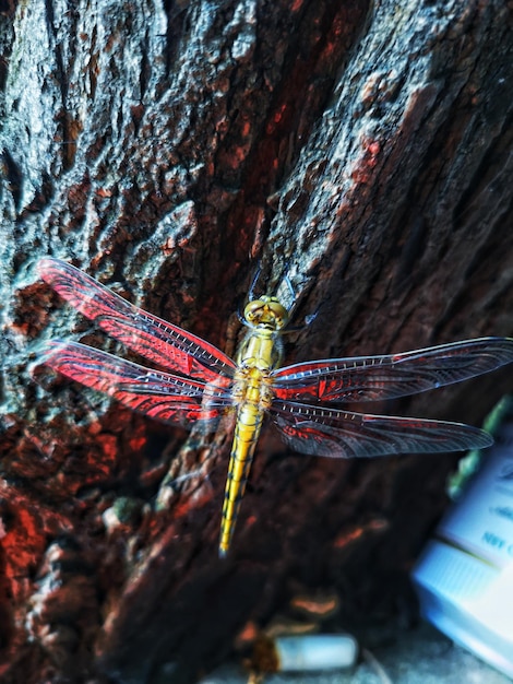 Prossimo piano di una libellula sul tronco di un albero