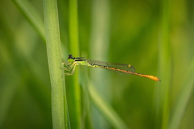 Prossimo piano di una libellula sull'erba