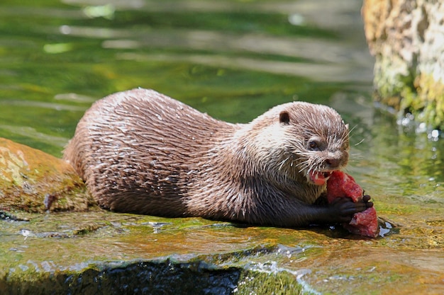 Prossimo piano di una lontra che mangia la preda vicino al fiume