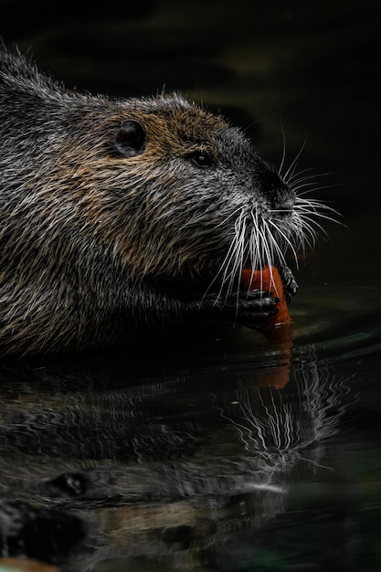 Prossimo piano di una lontra che mangia nel lago