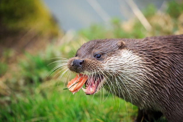 Prossimo piano di una lontra che mangia pesce sul campo