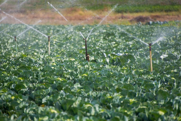 Prossimo piano di una lucertola a terra