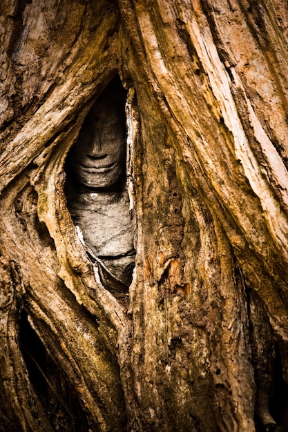 Prossimo piano di una lucertola sul tronco di un albero