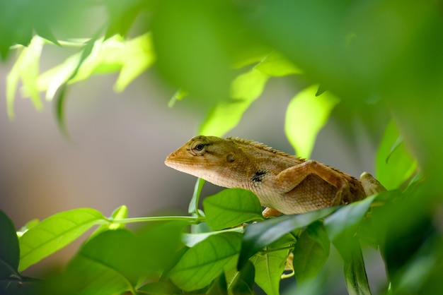 Prossimo piano di una lucertola sulla foglia