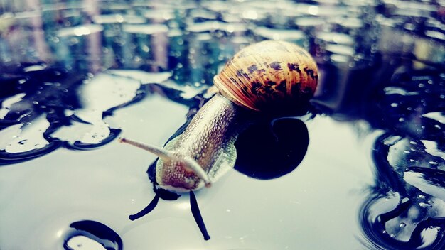 Prossimo piano di una lumaca in acqua