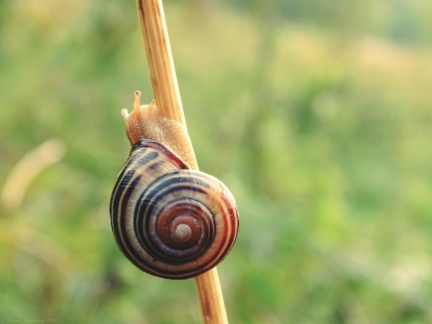 Prossimo piano di una lumaca su un ramoscello